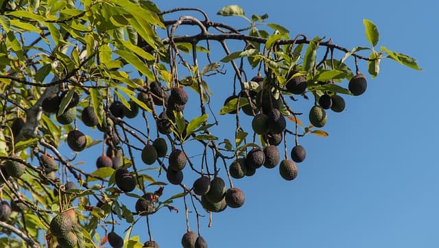 aguacatero