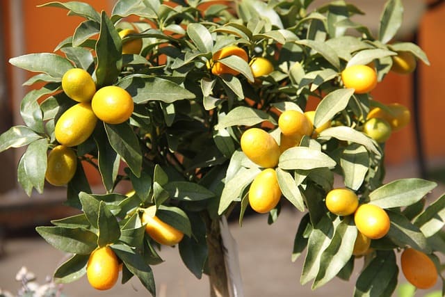 kumquat