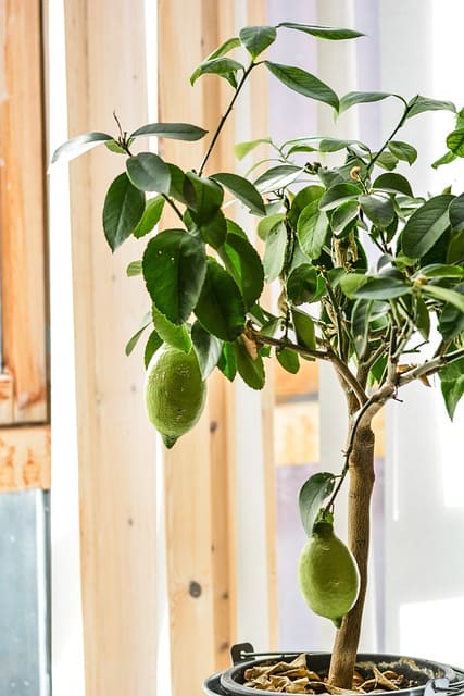 frutales