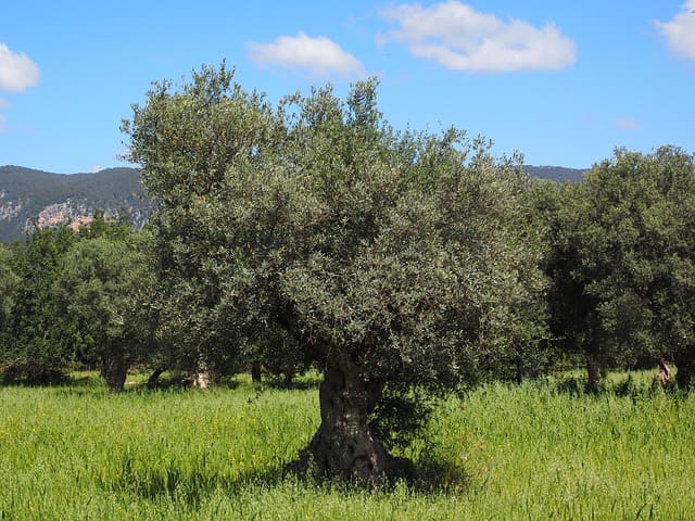olivo