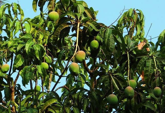 mango