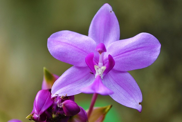 Orquídea
