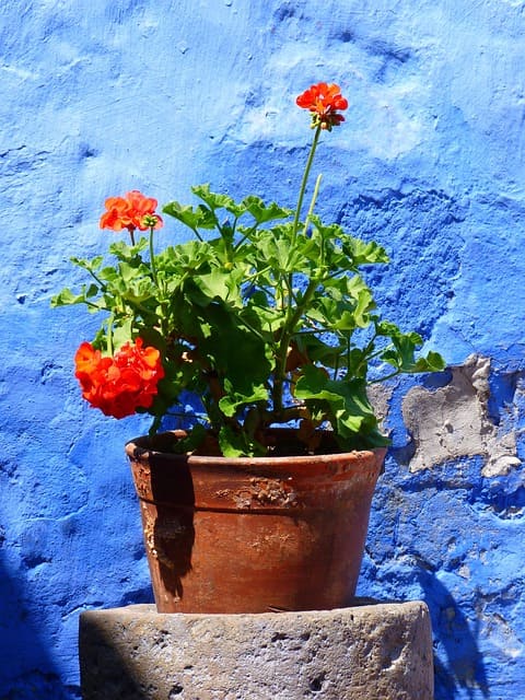 ornamentales