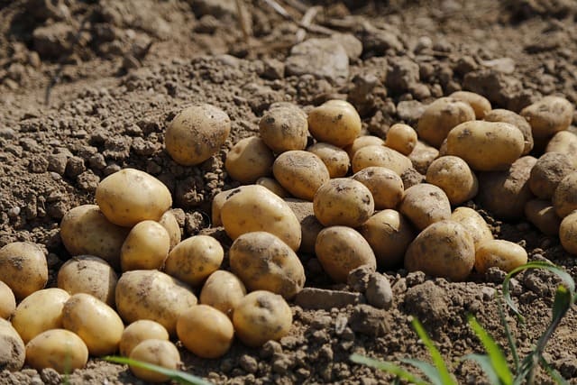 patatas