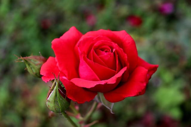 rosa