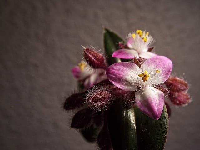 tradescantia
