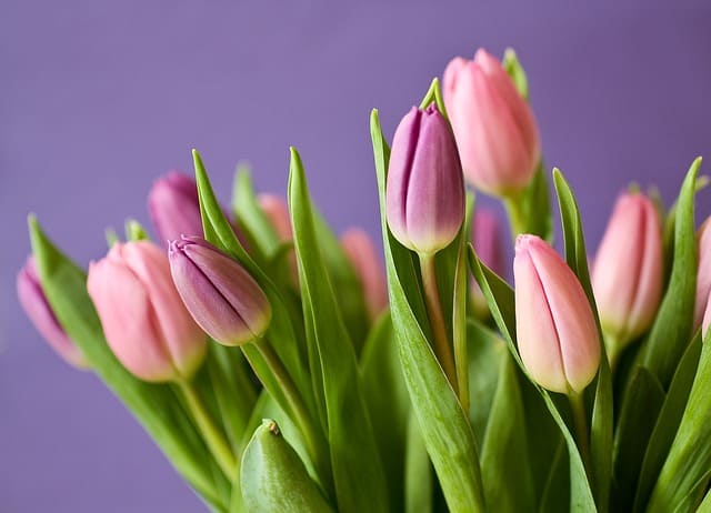 tulipanes plantas