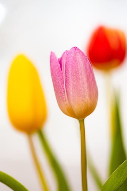 flores