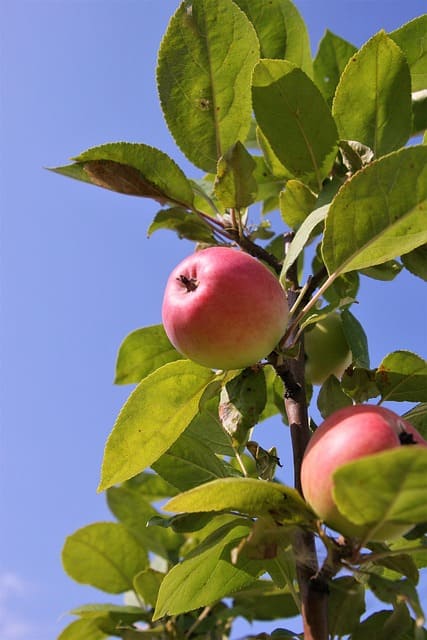 manzanas