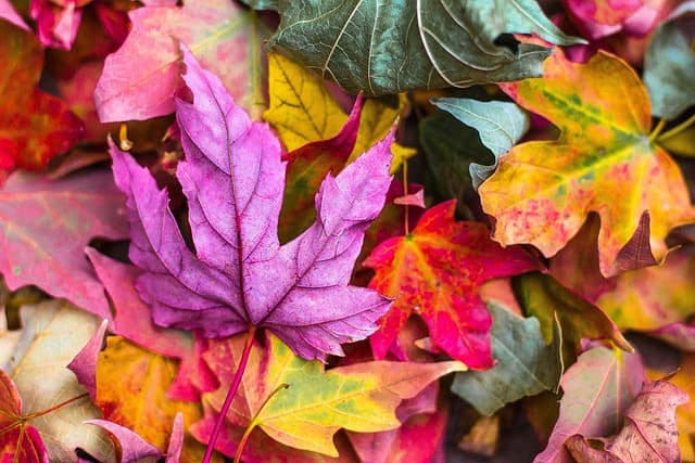 otoño