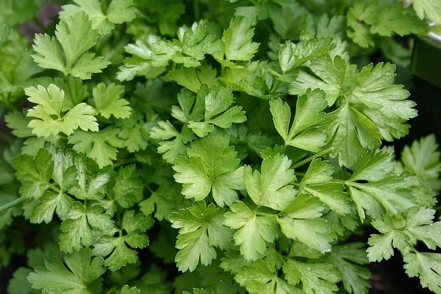 Perejil, planta aromática con hojas verdes rizadas o planas