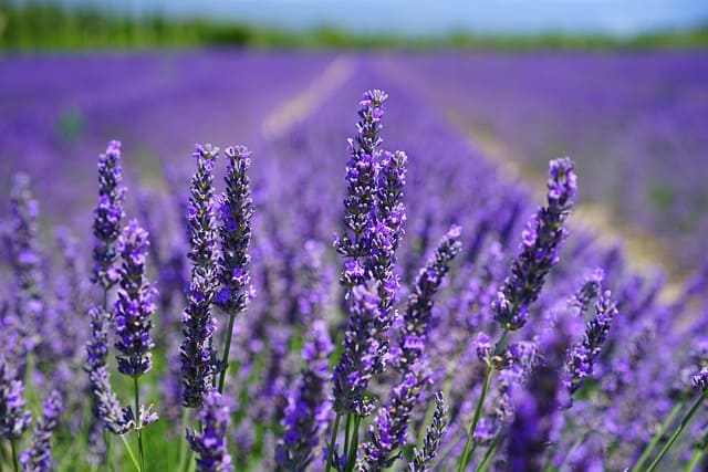 Lavanda, arbusto aromático con flores moradas y hojas grisáceas