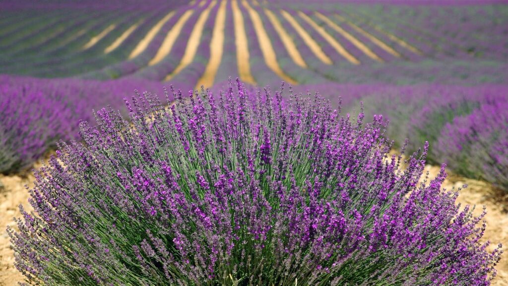 campo de lavanda