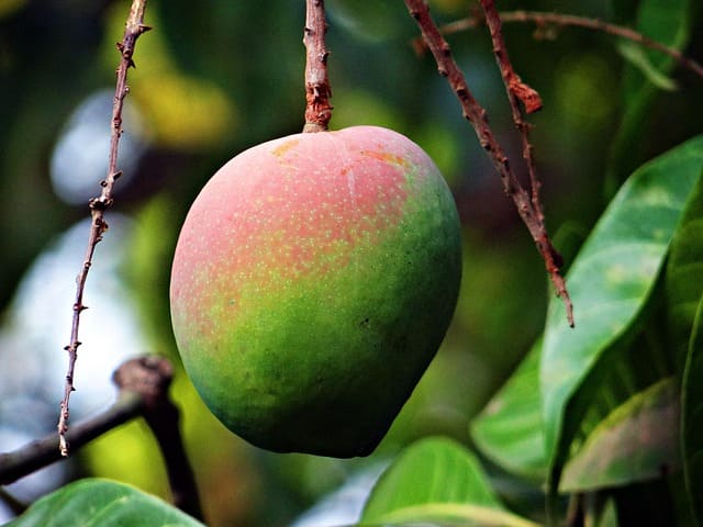 mango fruta