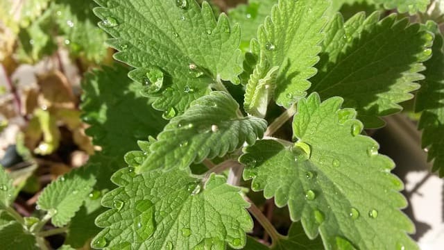 Hierbabuena, planta aromática con hojas verdes y aroma fresco
