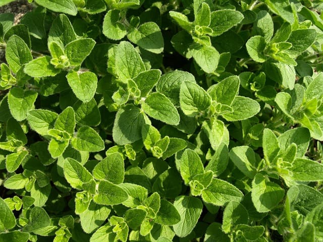 Orégano, planta aromática con hojas verdes y flores pequeñas