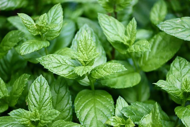 Menta, planta aromática con hojas verdes y aroma refrescante