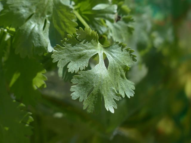 Cilantro, planta aromática con hojas verdes y aroma cítrico