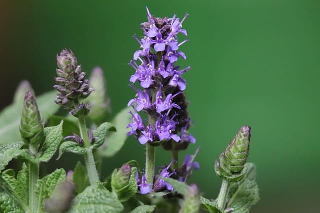 Salvia, arbusto aromático con hojas grisáceas y aroma terroso