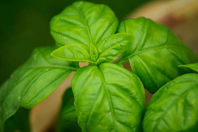 Albahaca