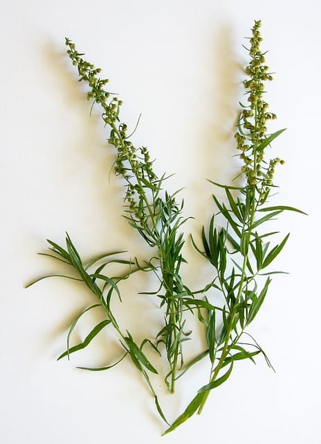 Estragón, planta aromática con hojas alargadas y aroma anisado
