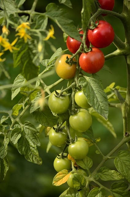tomates planta flores