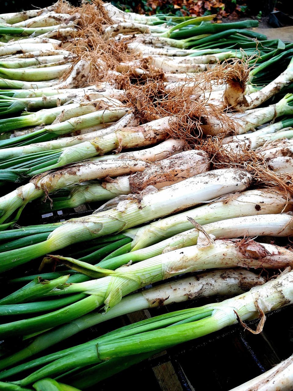 calçots