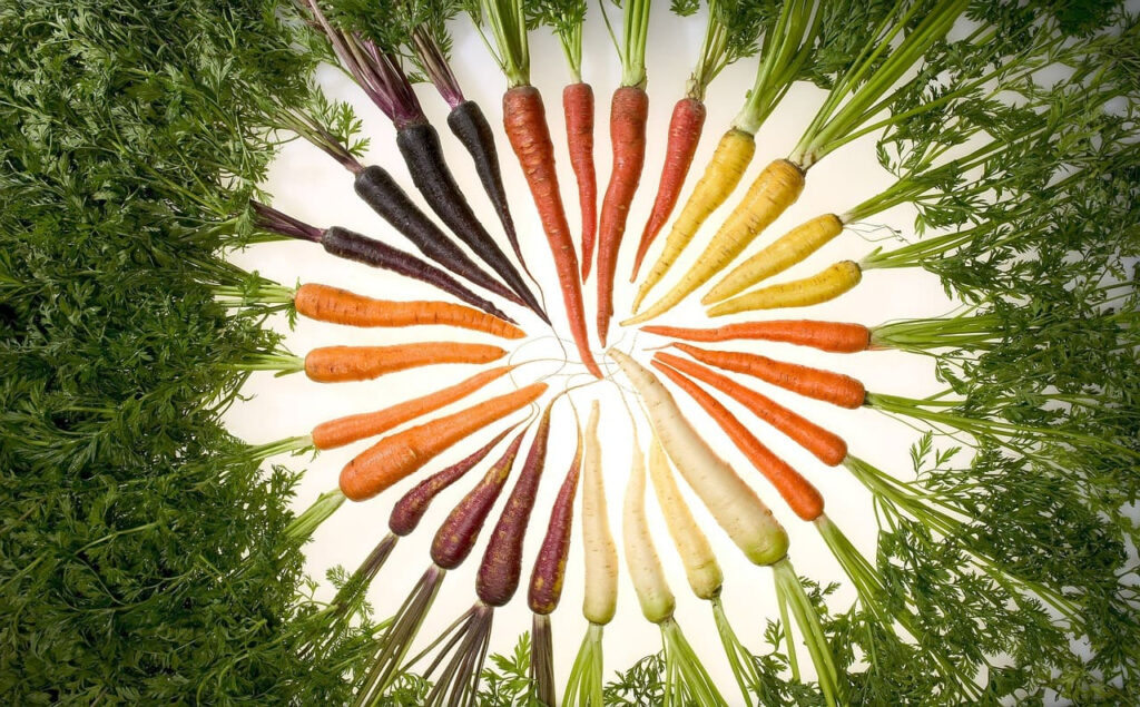 zanahorias variedades