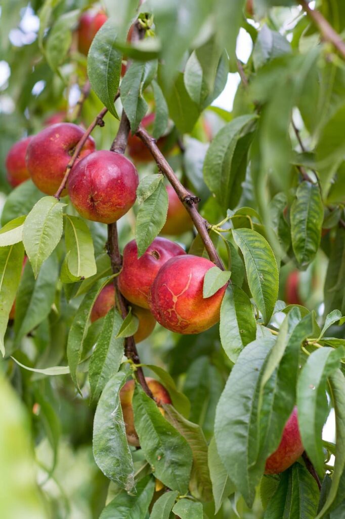 nectarina arbol