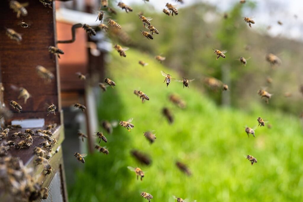 abejas miel
