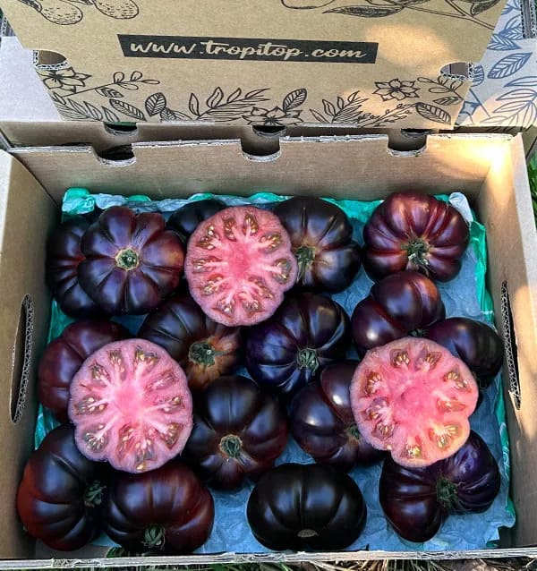 tomate azul tropitop