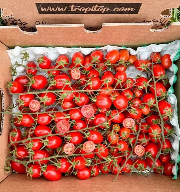 tomate cherrie tropitop