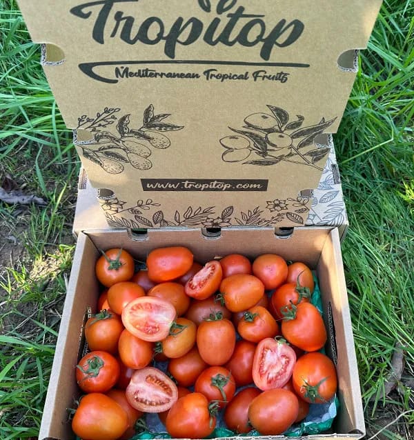 tomate pera tropitop